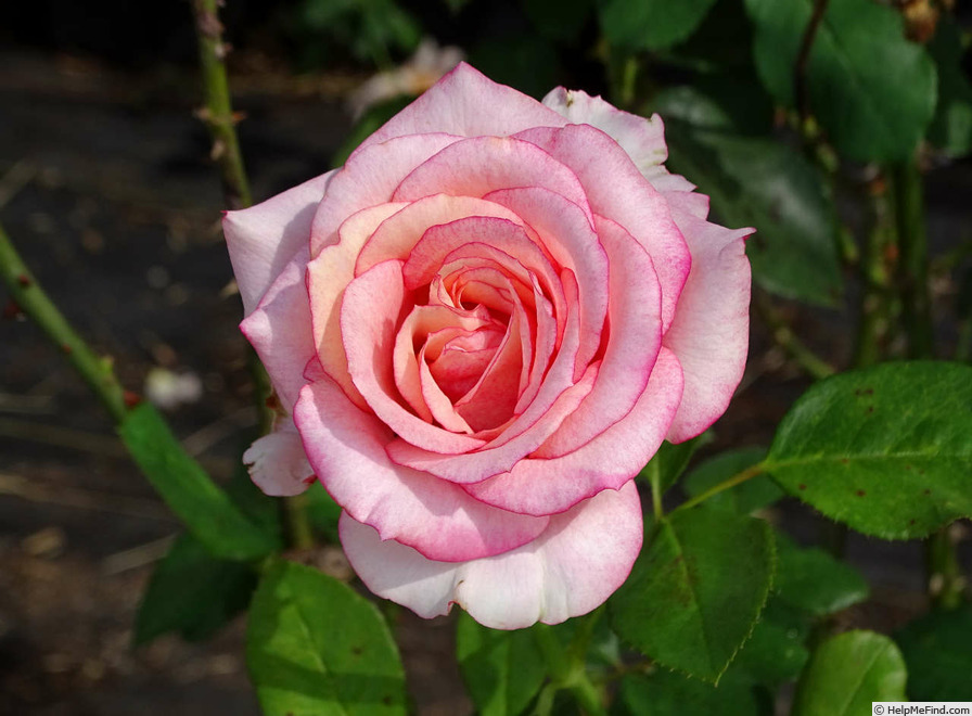 'Attracta' rose photo