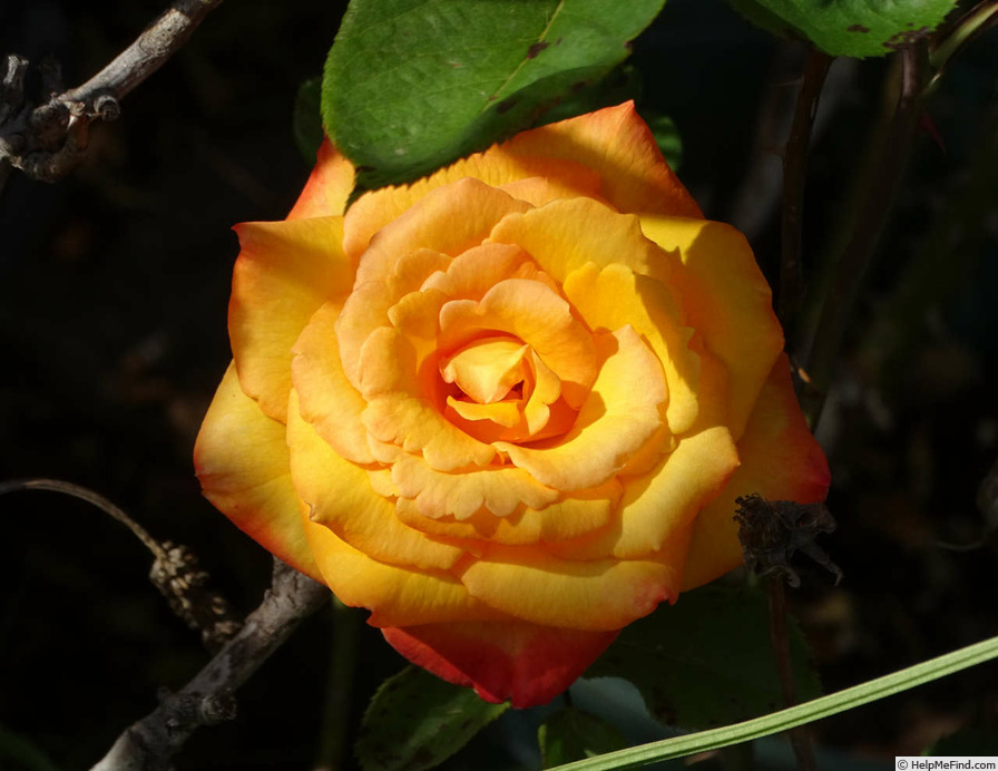 'Chris Evert ™' rose photo
