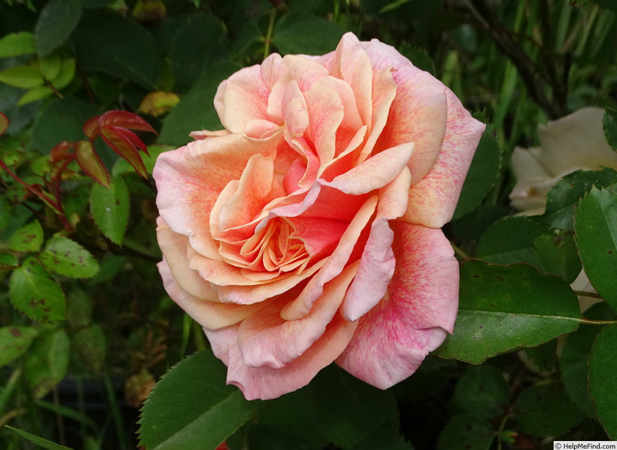 'Dorcas (shrub, Buck 1984)' rose photo