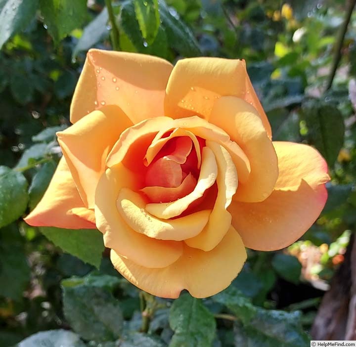 'Belle Époque (hybrid tea, Fryer before 1993)' rose photo