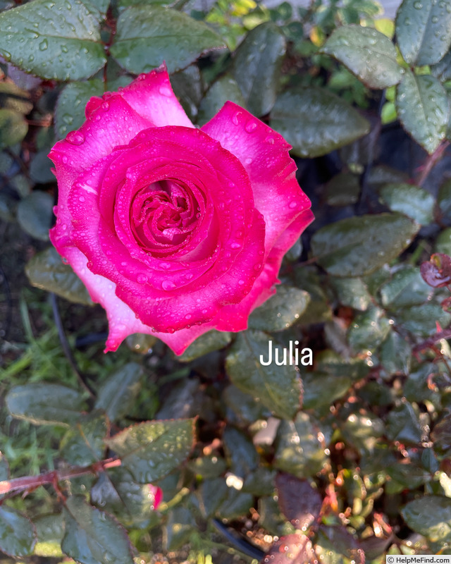 'Julia ® (hybrid tea, Adam 2001)' rose photo