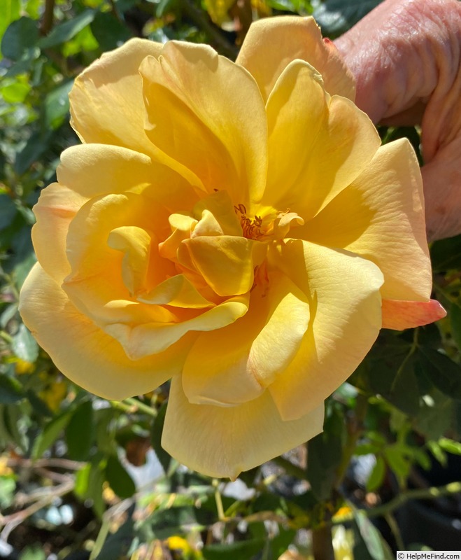 'Sutter's Gold (Hybrid Tea, Swim, 1946)' rose photo