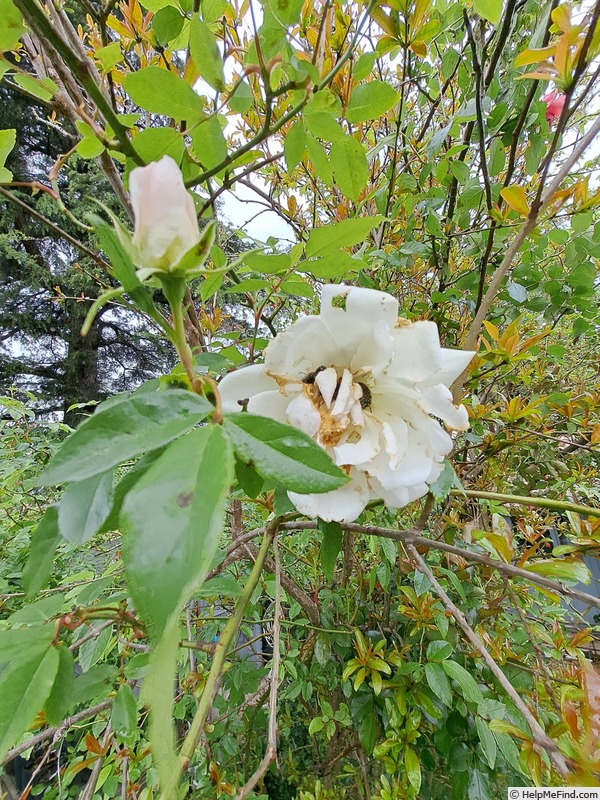 'Fée des Neiges, Cl.' rose photo