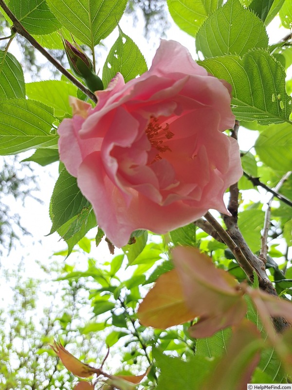 'Lijiang Rose' rose, click to enlarge 'Lijiang Rose' rose photo
