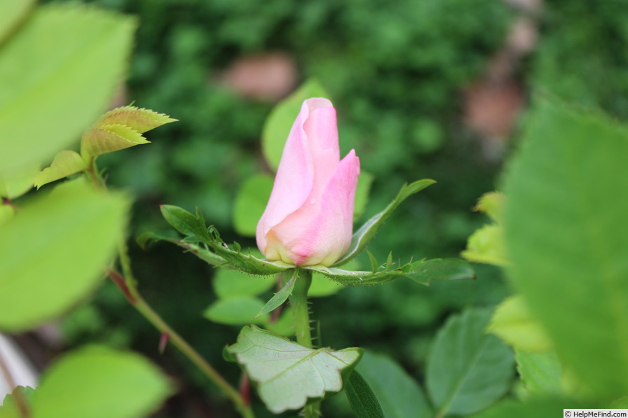 'Cole's Settlement' rose photo