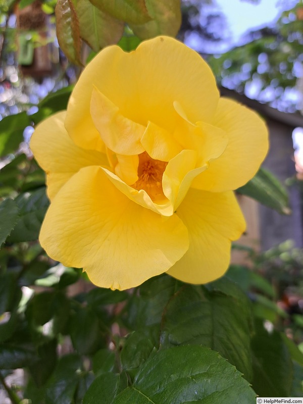 'Lemon Fizz ® (shrub, Kordes 2001)' rose photo