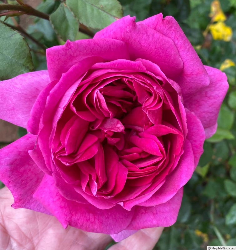 'Young Lycidas' rose photo