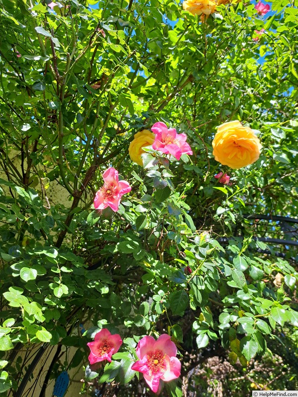'Peace and Love ® (hybrid hulthemia, Warner, 2006)' rose photo