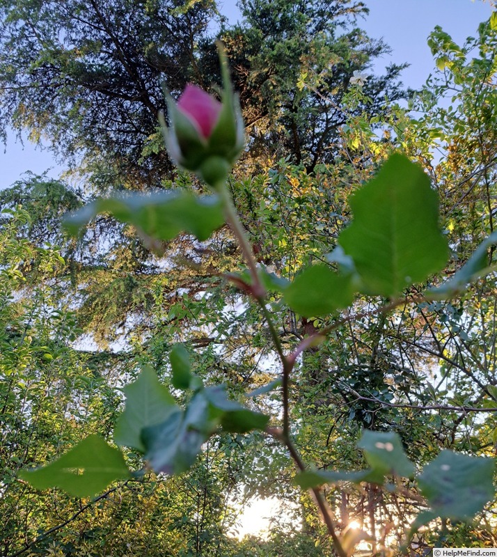 'Sophie Rochas ®' rose photo