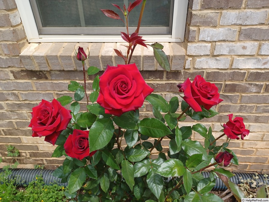 'Black Magic ® (hybrid tea, Evers/Tantau, 1995)' rose photo