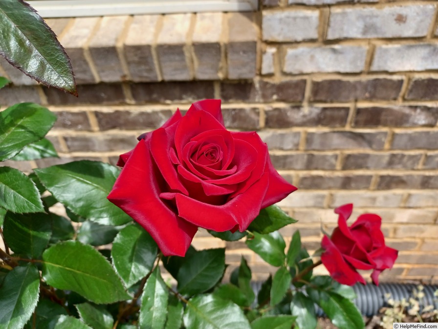 'Black Magic ® (hybrid tea, Evers/Tantau, 1995)' rose photo