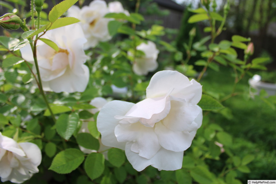 'Cole's Settlement' rose photo