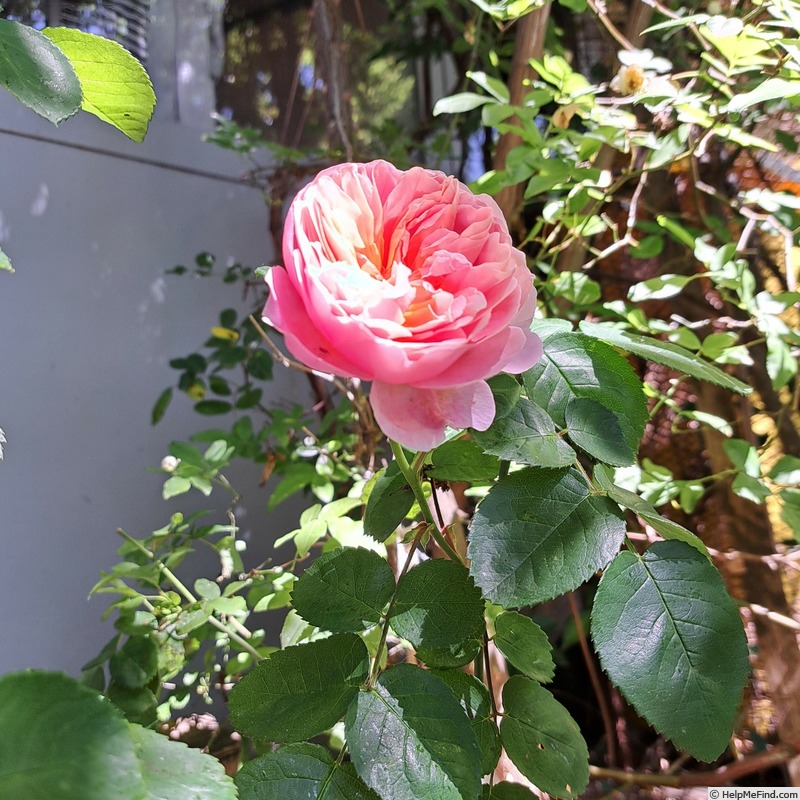 'Eustacia Vye ™' rose photo