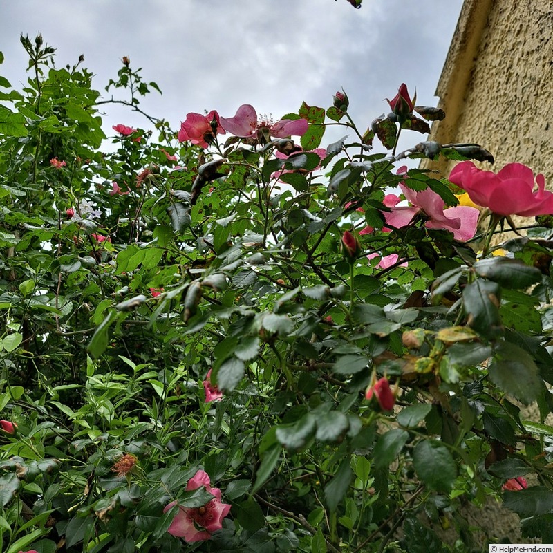 'Peace and Love ® (hybrid hulthemia, Warner, 2006)' rose photo
