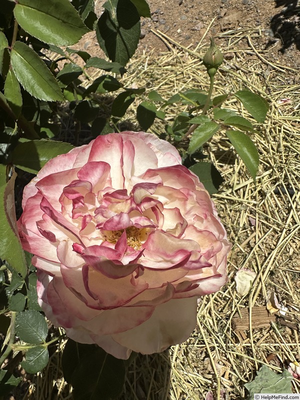 'Spiced Coffee (Hybrid Tea, McGredy, 1985)' rose photo