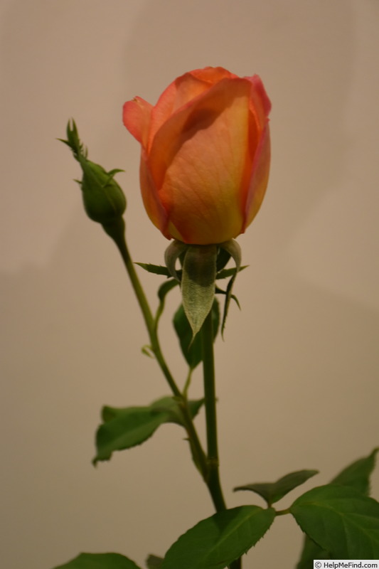 'Gold Medal' rose photo