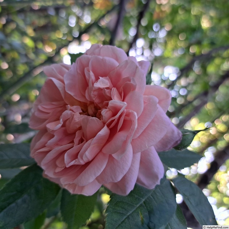 'Colette (climber, Meilland 1994)' rose photo