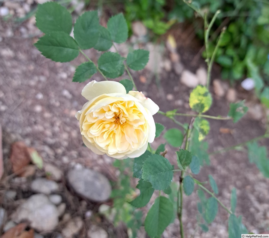 'The Country Parson' rose photo