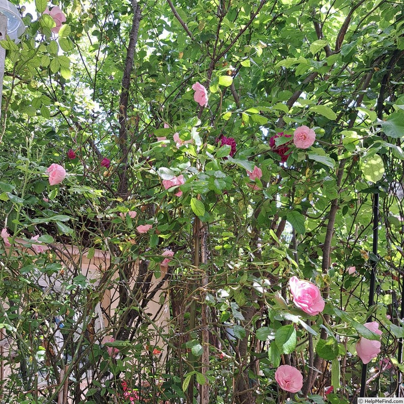 'Bordure Rose No. 2' rose photo