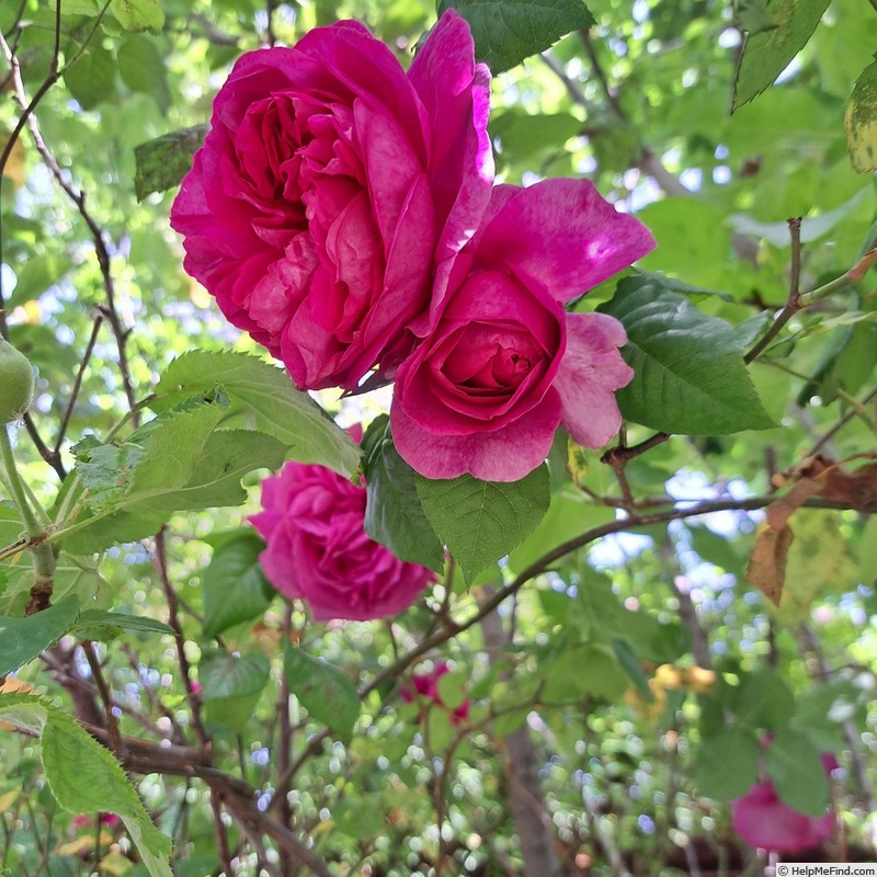 'Young Lycidas' rose photo