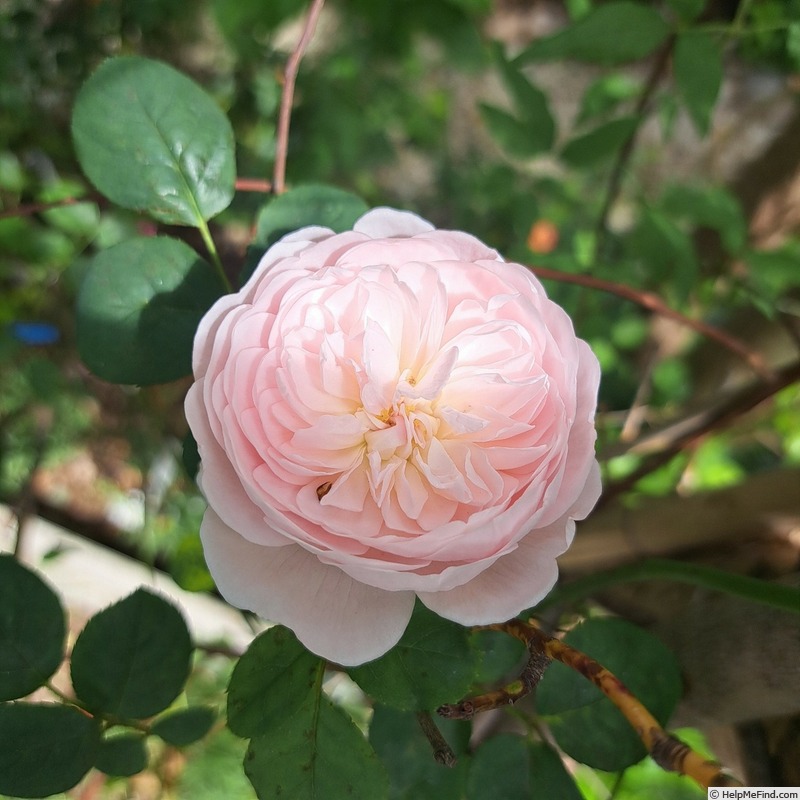 'Queen of Sweden' rose photo