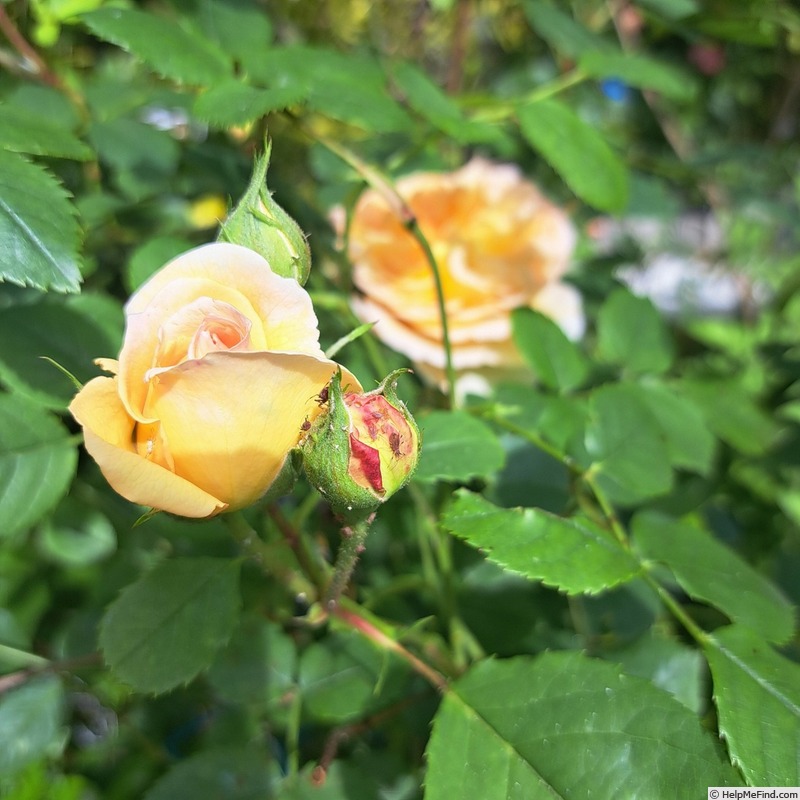 'Bathsheba' rose photo