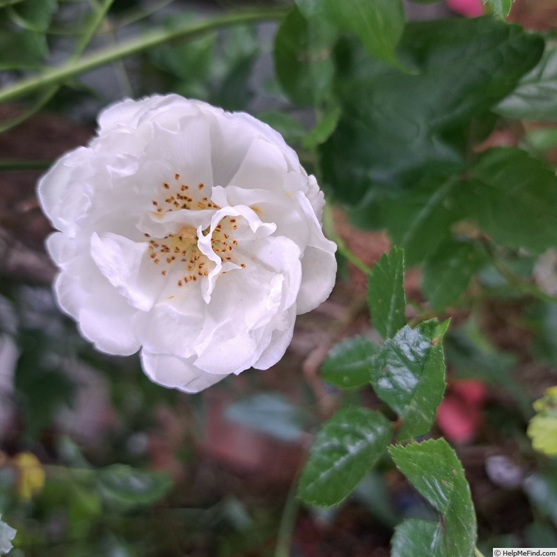 'Yvonne Rabier' rose photo