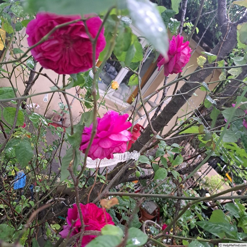 'Young Lycidas' rose photo
