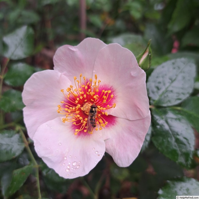 'See You in Red ®' rose, click to enlarge 'See You in Red ®' rose photo