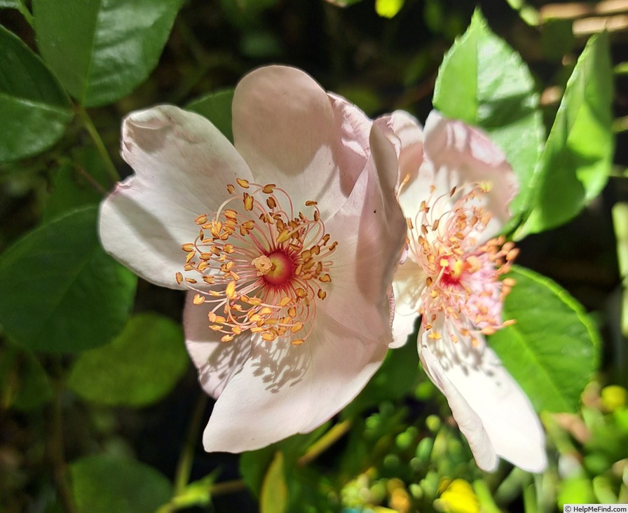 'Astronomia ®' rose photo