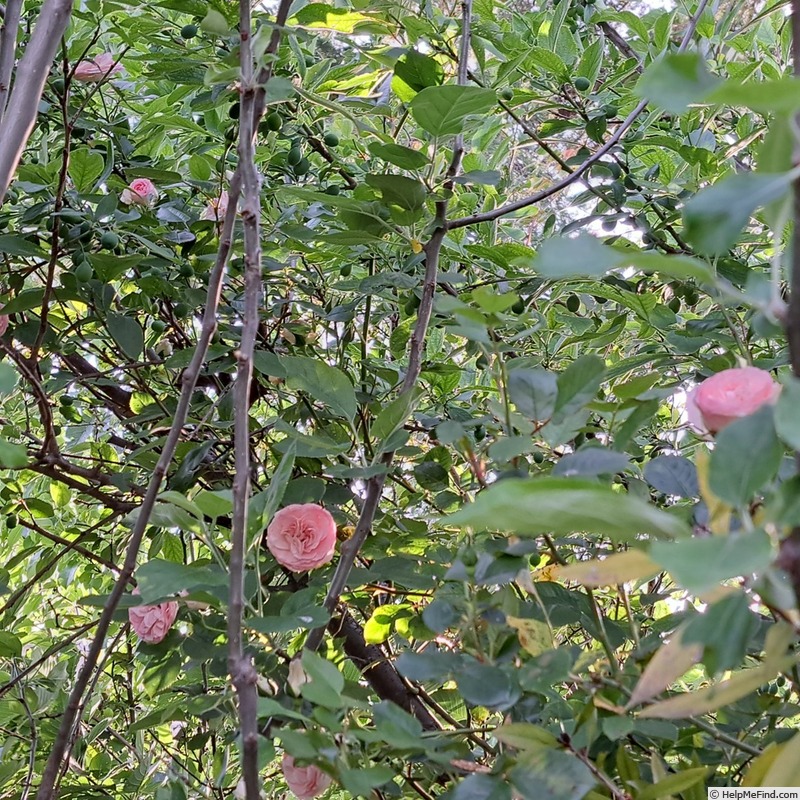 'Mini Eden Rose ®' rose photo
