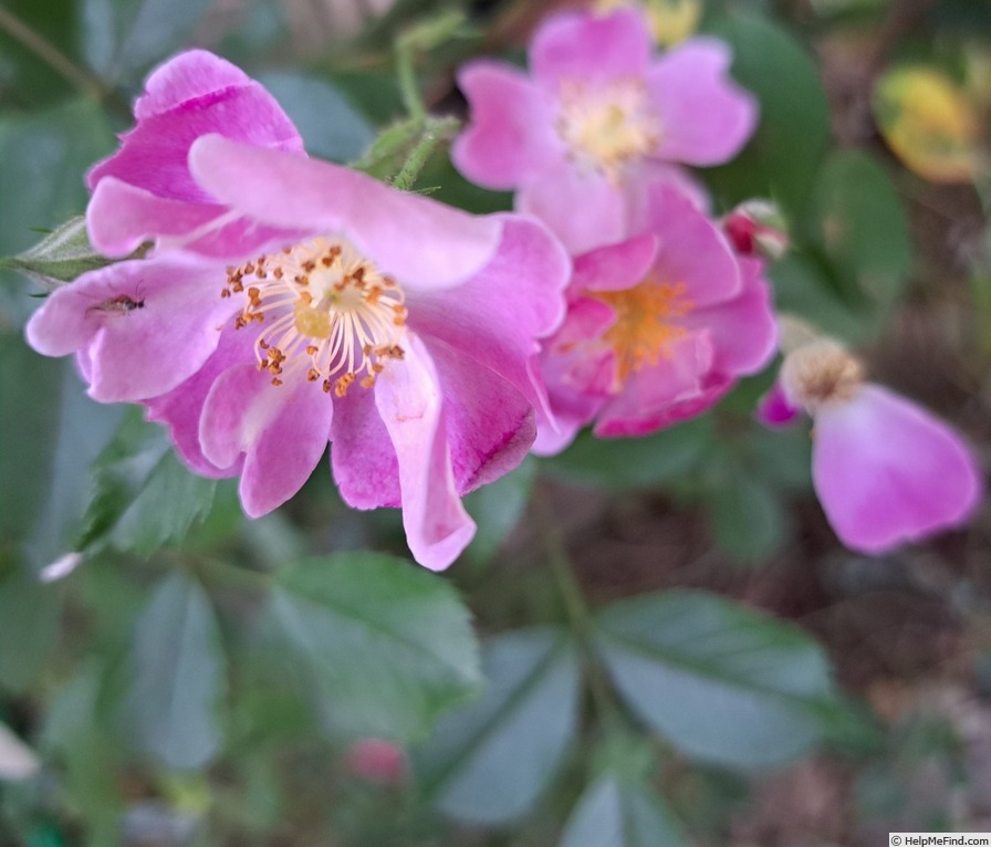 'Lavender Dream' rose photo