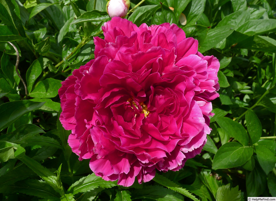 'Old Faithful' peony, click to enlarge 'Old Faithful' peony photo