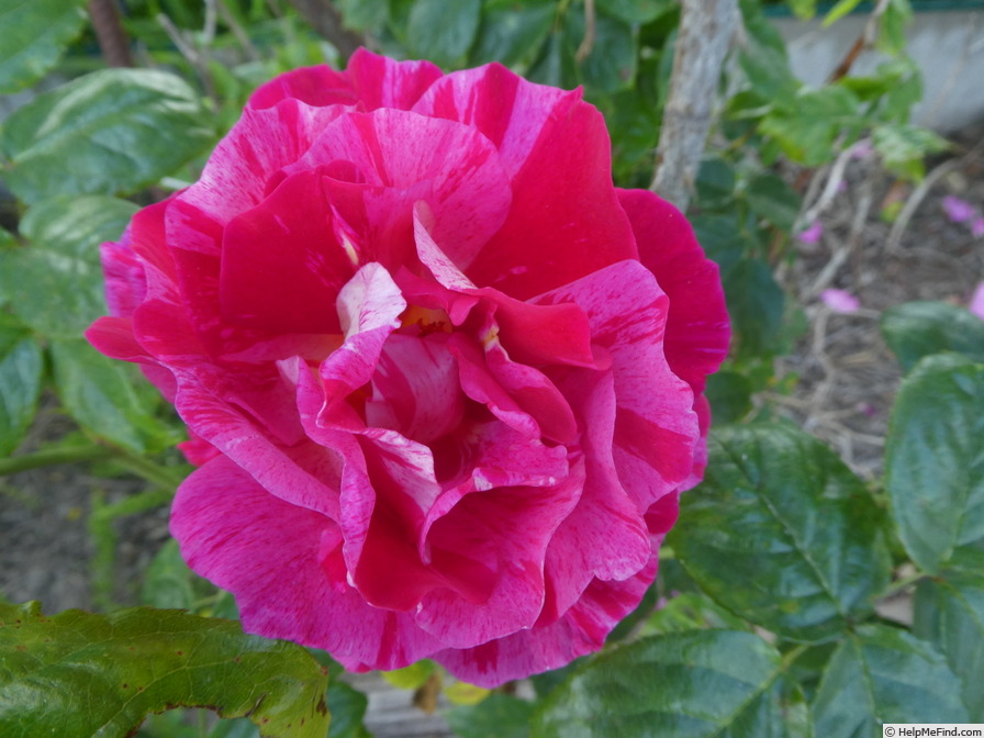 'Guy Savoy' rose photo