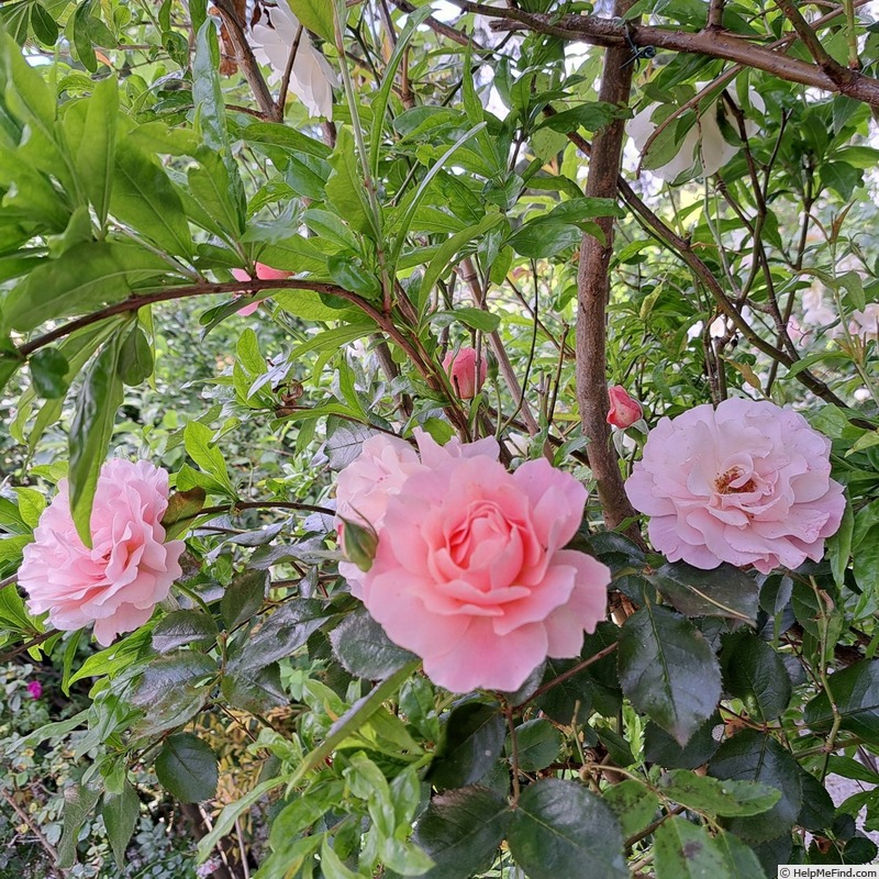 'Botticelli ®' rose photo