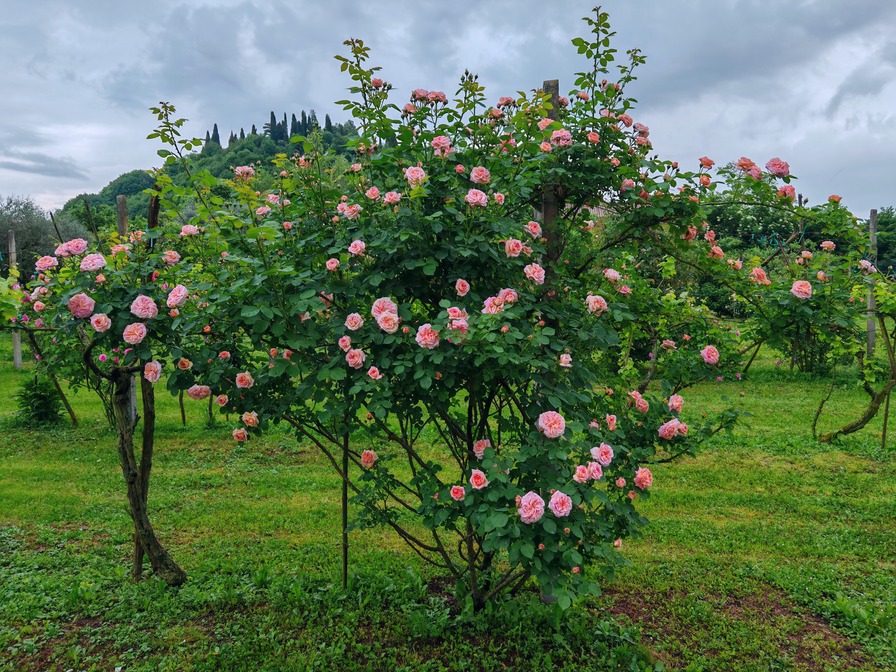 'Alchemist' rose photo