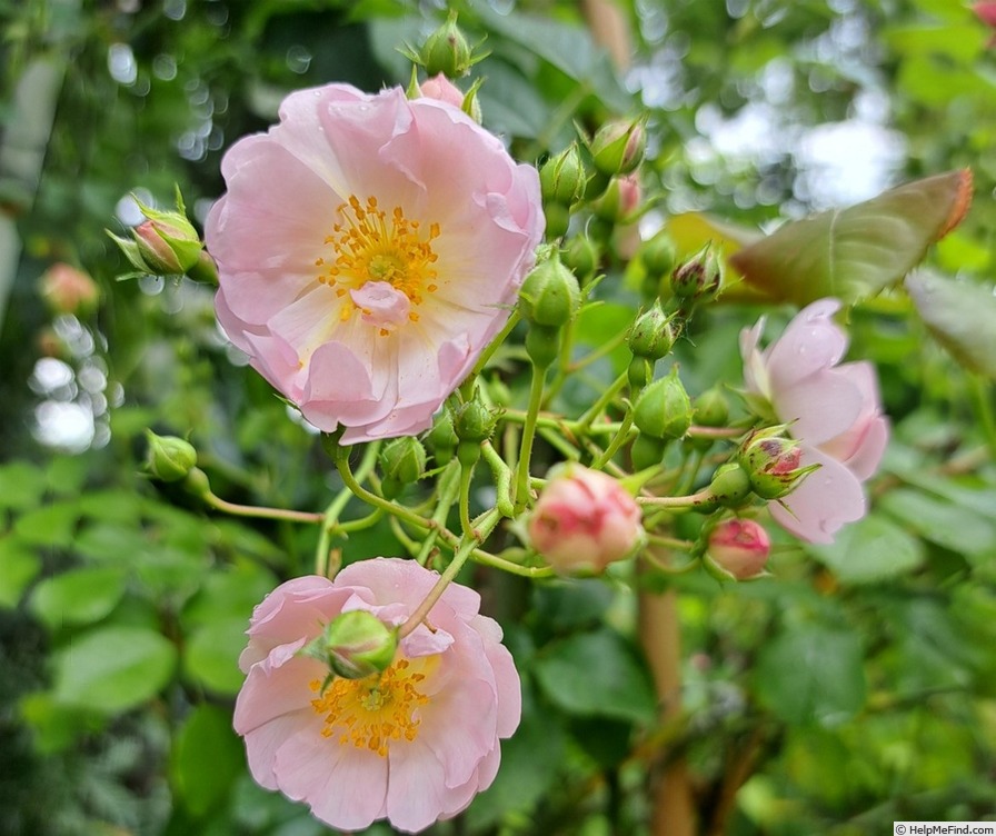 'Auberge de l'Ill®' rose, click to enlarge 'Auberge de l'Ill®' rose photo