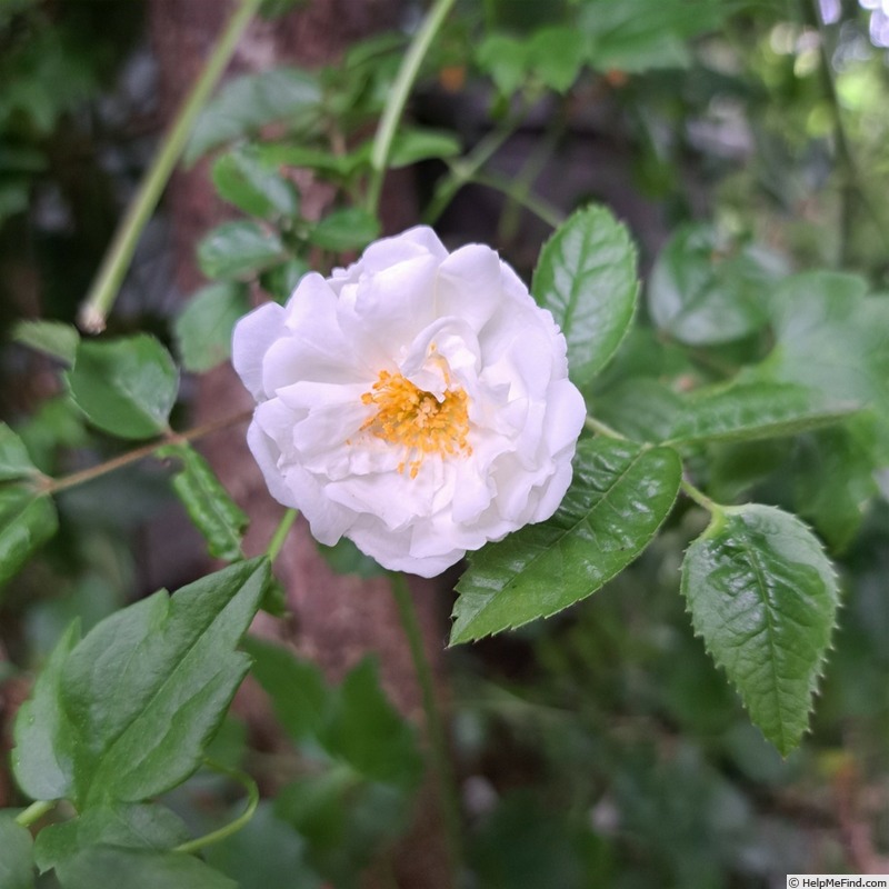 'Yvonne Rabier' rose photo