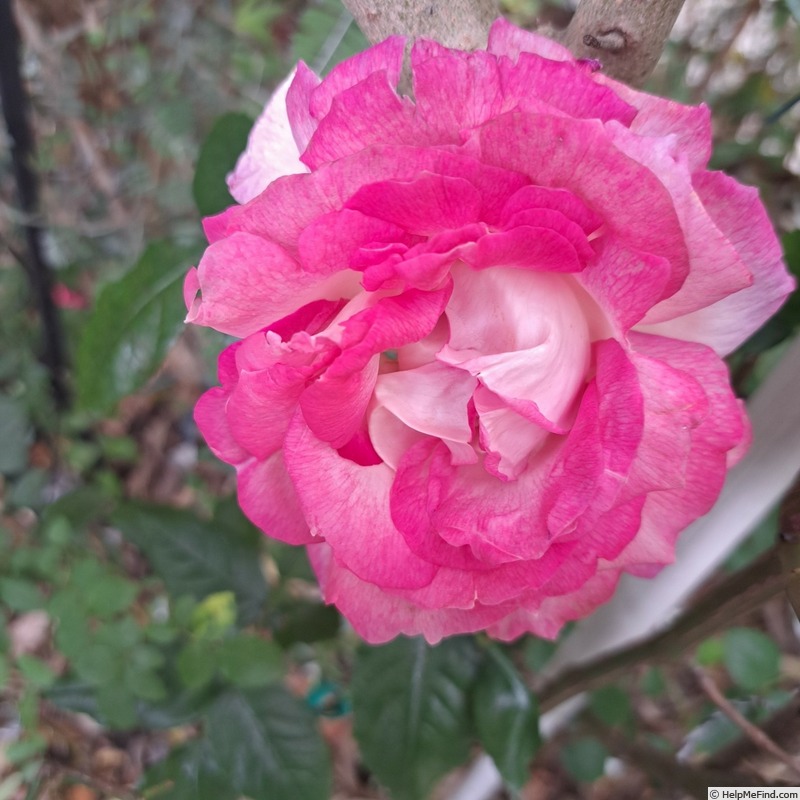 'Sweet Delight ®' rose photo