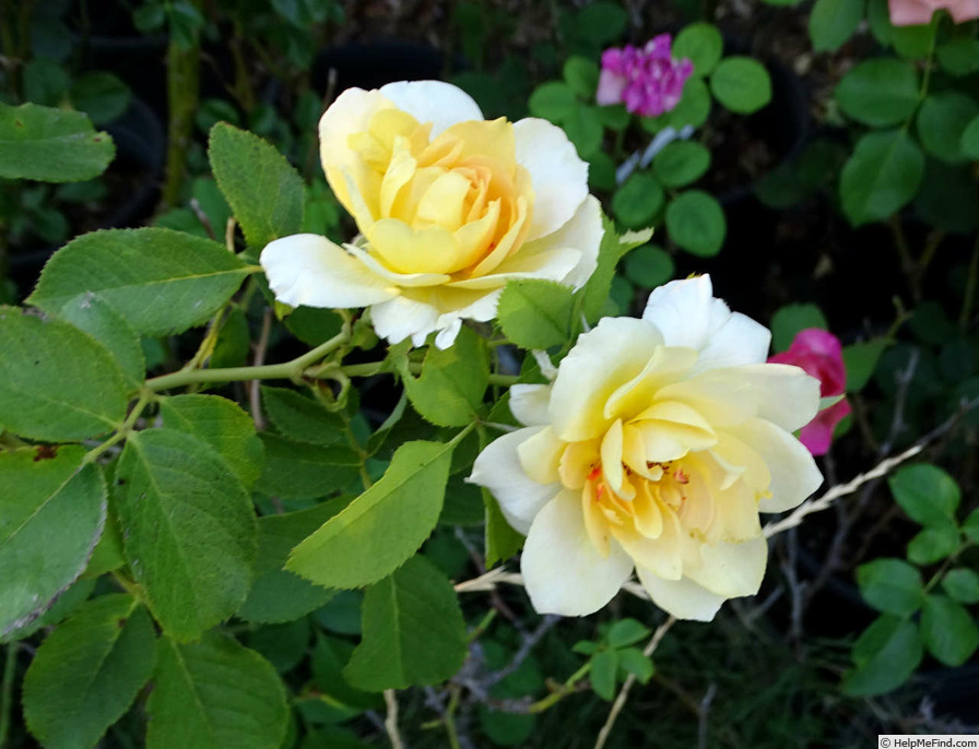 'Henrietta Barnett' rose photo