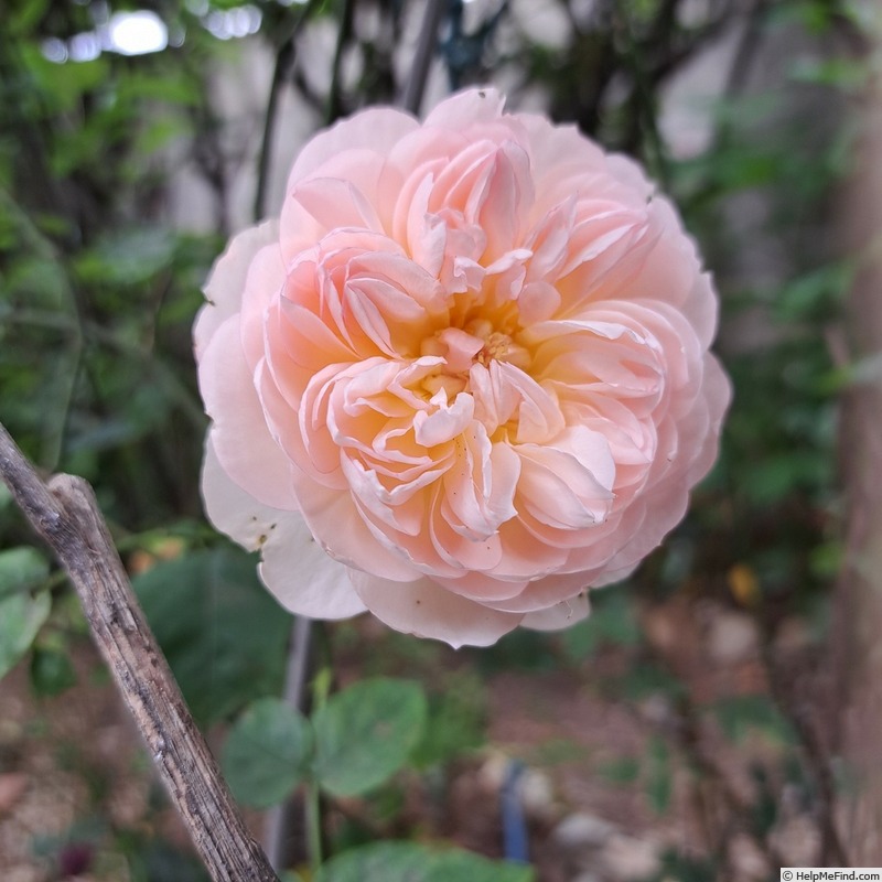 'Gentle Hermione' rose photo