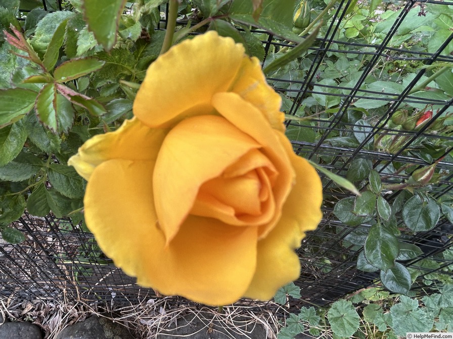 'Gold Road' rose photo