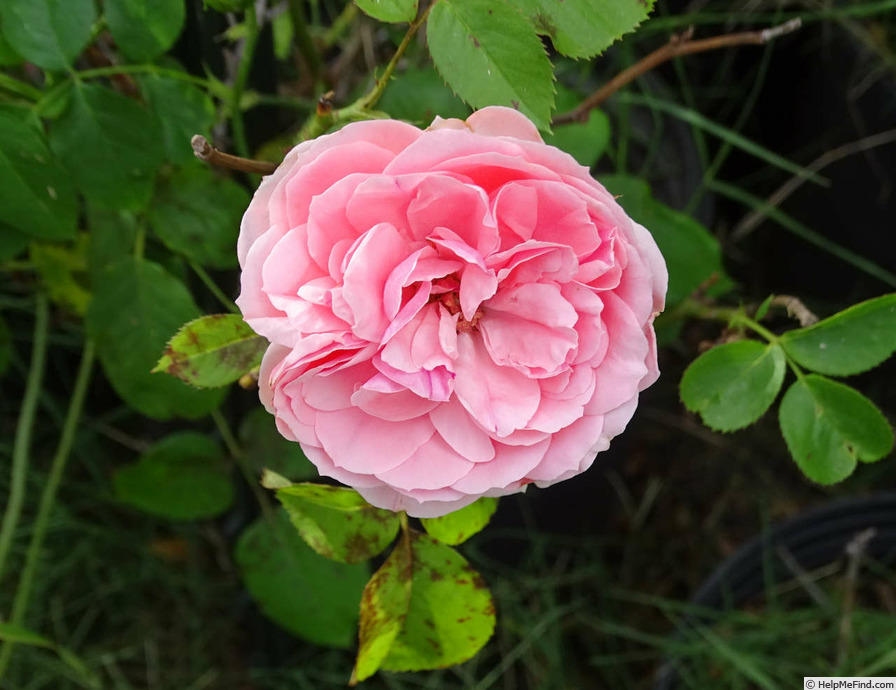 'Kimono ®' rose photo