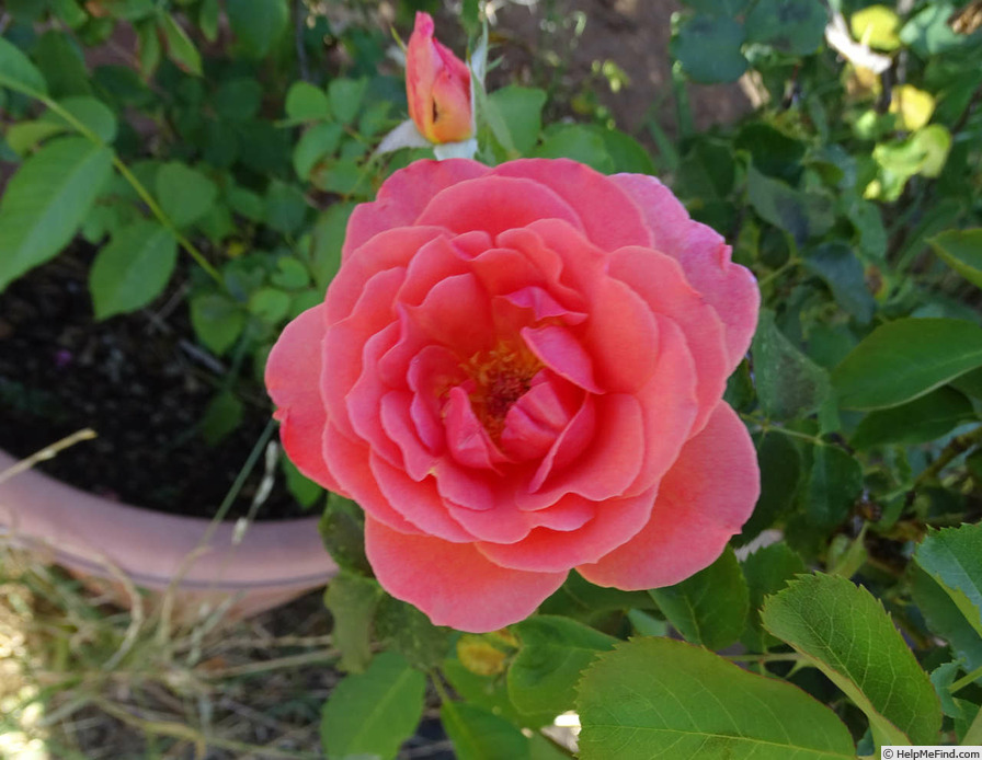 'Kiss Me' rose photo