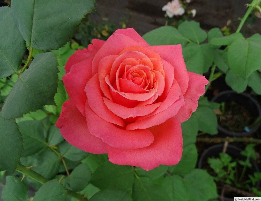 'Lady Bird (hybrid tea, Zary 2008)' rose photo