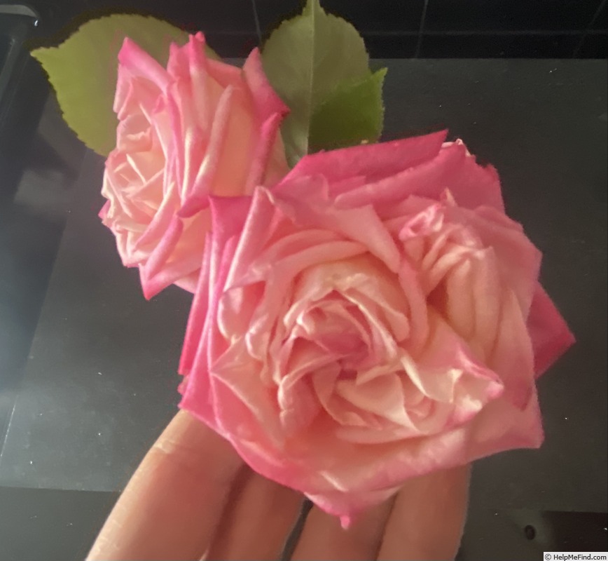 'Auguste Comte' rose photo