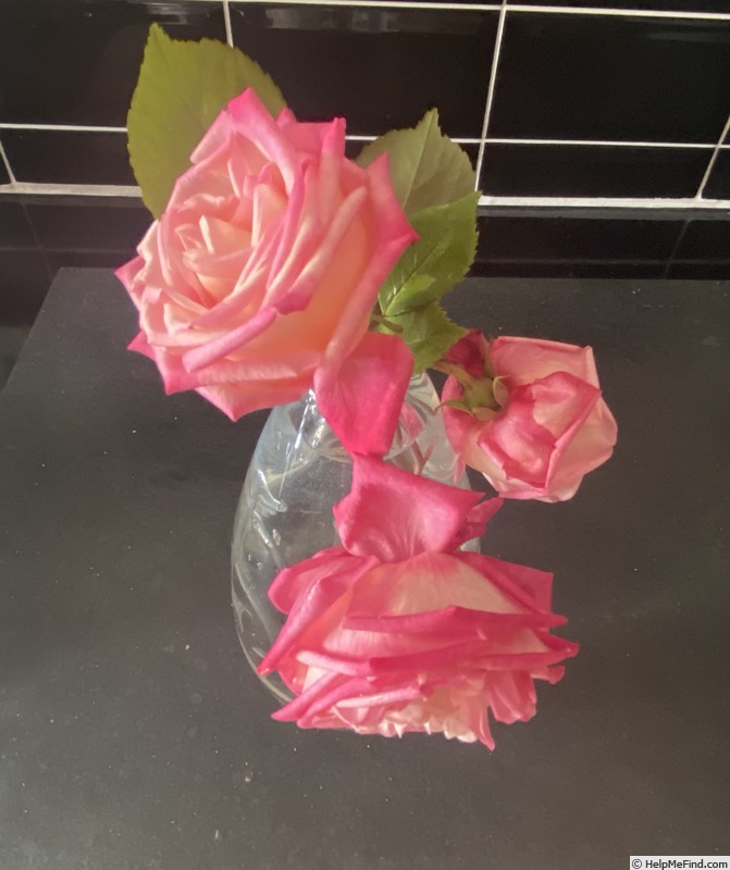 'Auguste Comte' rose photo