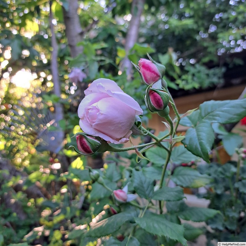 'Nahéma' rose photo