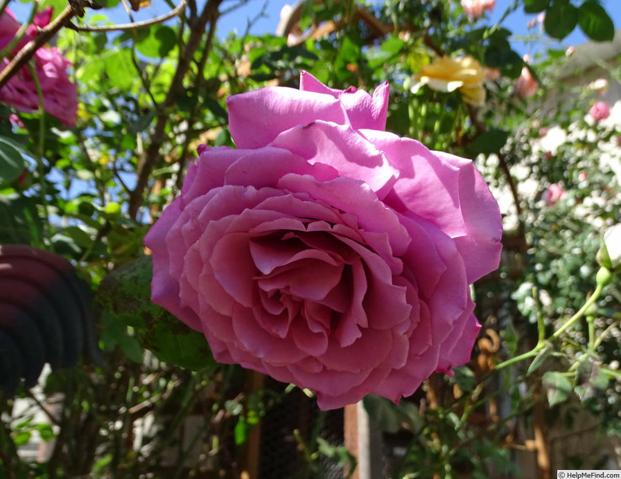 'Mauve Melodee' rose photo