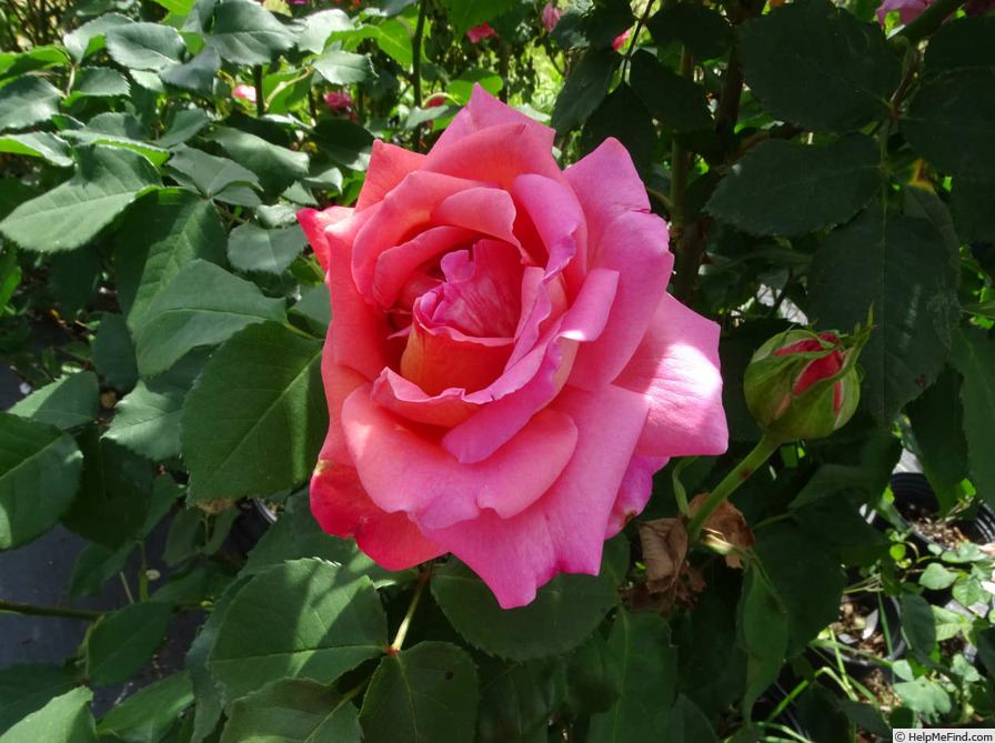 'My Choice (hybrid tea, Le Grice, 1958)' rose photo